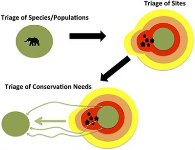 Triage of Conservation Needs: The Juxtaposition of Conflict Mitigation and Connectivity Considerations in Heterogeneous, Human-Dominated Landscapes